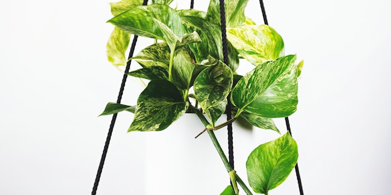 世界杯比赛现场观众欢呼庆祝的宏大场面